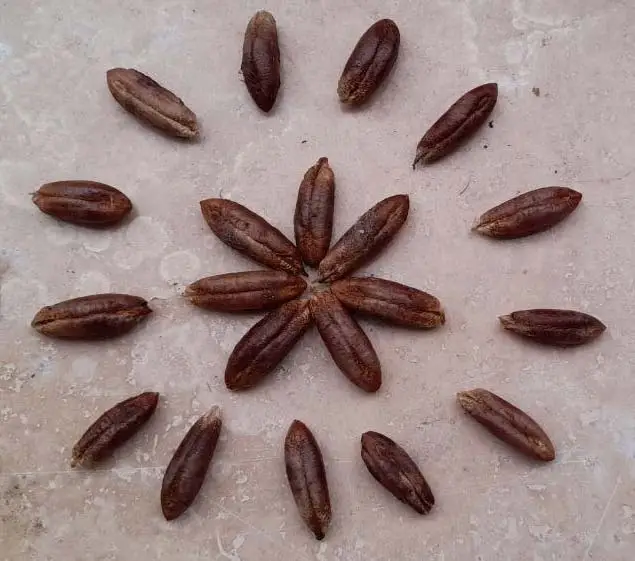 هسته۱
